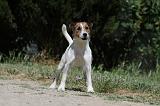 PARSON RUSSEL TERRIER 091